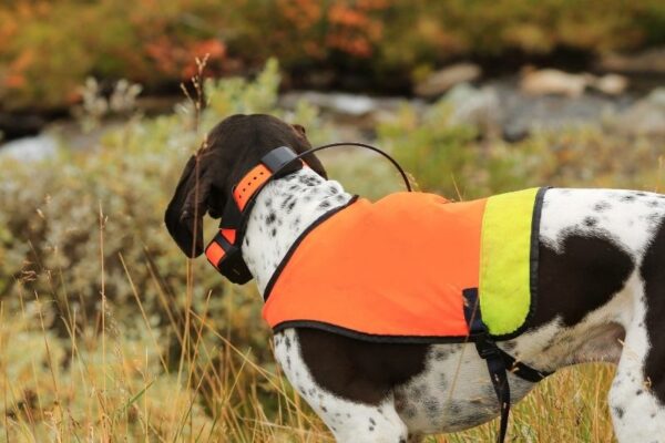 GPS Dog Collar Market Is Set To Witness Gradual Growth During Assessment Period 2022-2032