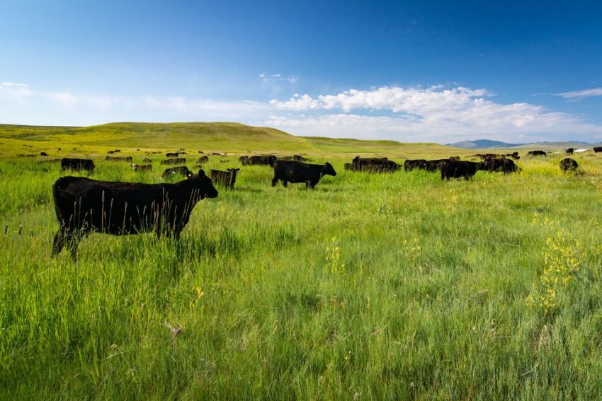 Cows eating grass on an open grassland under the clear sky with few clouds